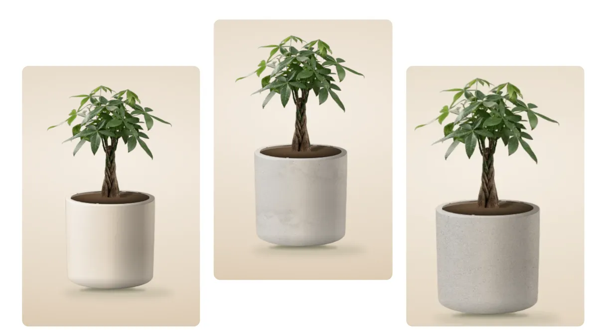 The same braided-trunk money tree shown in three pots with different materials and textures.