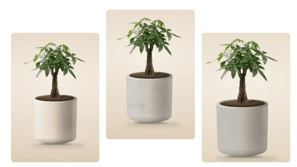The same braided-trunk money plant shown in three pots with different materials and textures.