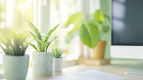 A few small potted plants beside a monitor on a sunlit desk.