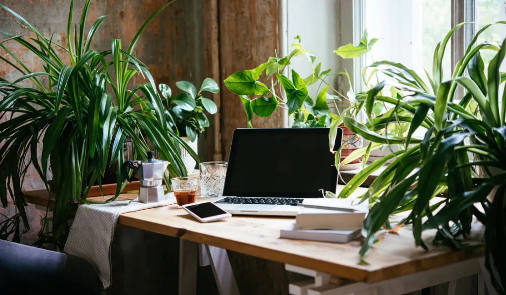 A rustic wooden desk surrounded by large potted plants, a laptop and a cup of coffee in the middle.
