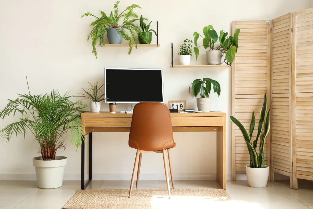 Floating shelves holding ferns and pothos above a light wooden desk.