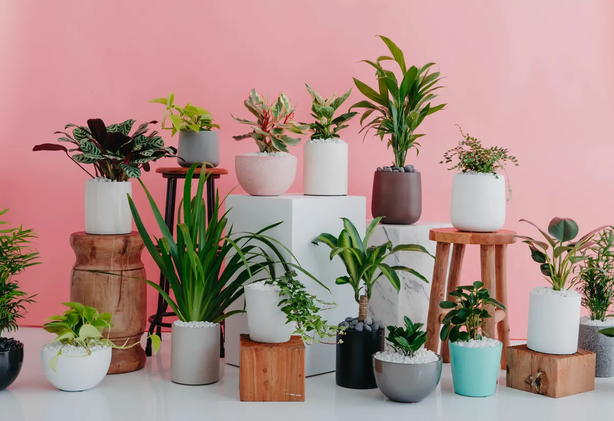 Many pots in different colours and materials — marble, wood, glazed ceramic — displayed on pedestals against a pink background.