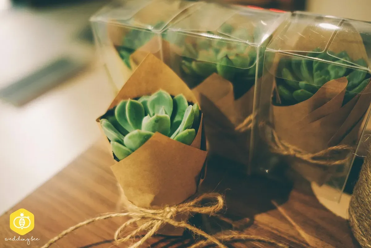 A succulent wrapped in kraft paper and tied with twine on a wooden table, with a few clear boxes behind it.