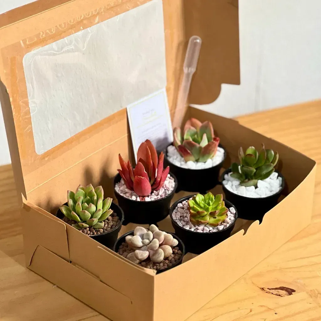 An open gift box holding six small succulent pots and a card tucked among them.