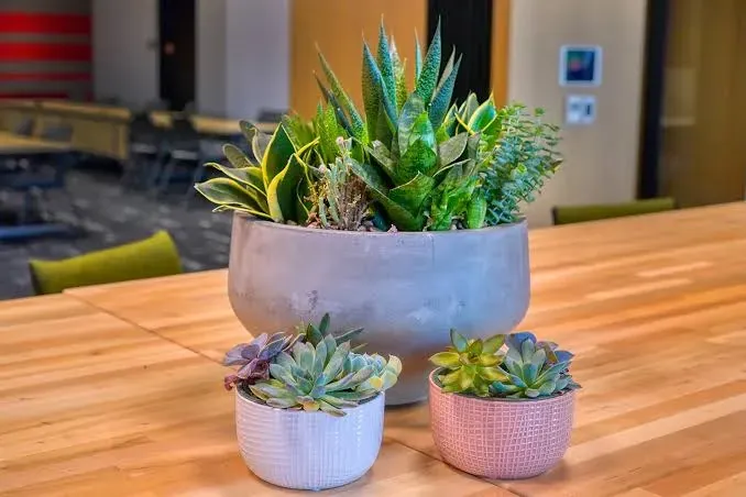 A wooden meeting table with a large concrete planter and two small succulents, one white and one pink, in front.