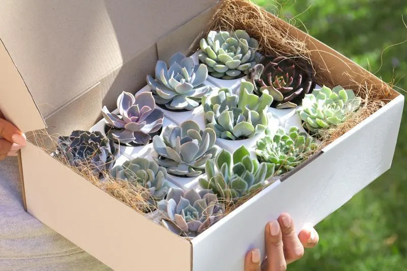 Two small succulent pots side by side on a study desk, natural light.