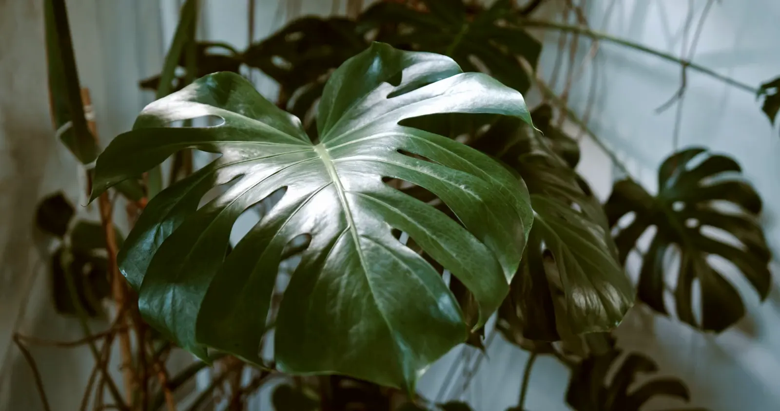A hand lifts a chrome mister and sprays a large monstera leaf in front of a bright window